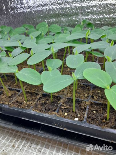 Рассада огурцов