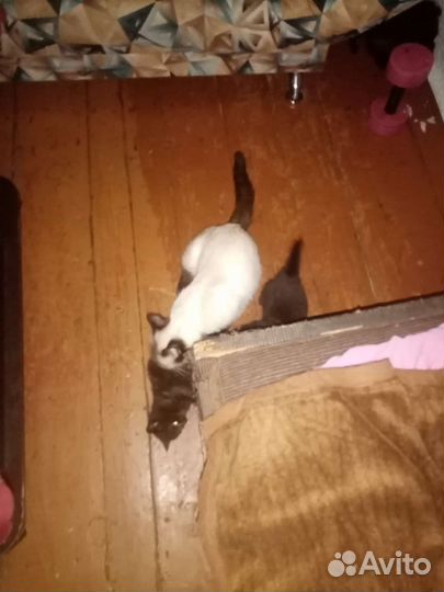 Котята в добрые руки бесплатно