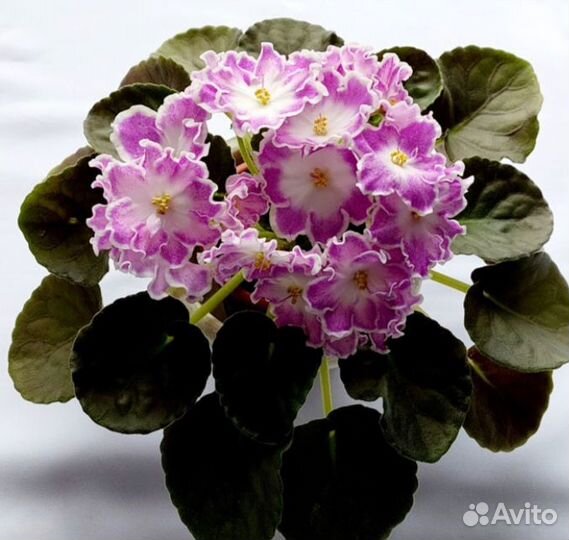 Укорененные черенки фиалок с детками