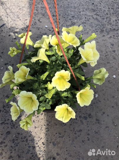 Кашпо с вегетативной ампельной петунией