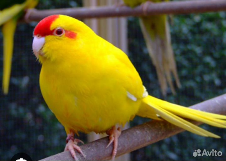 Попугай какарик