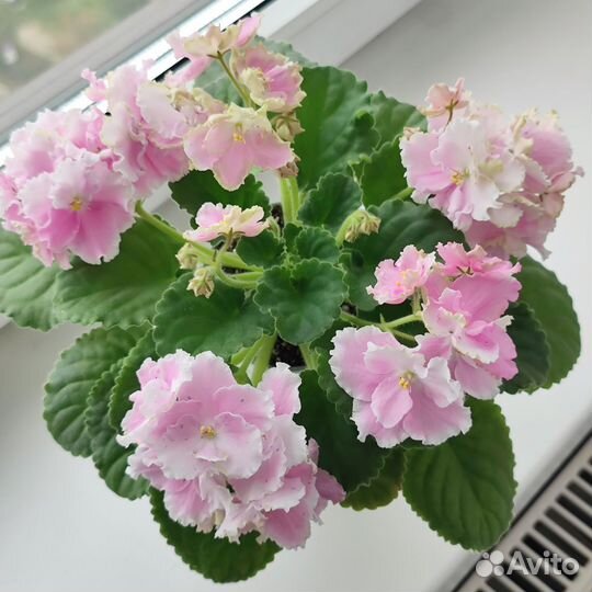 Цветущая сортовая фиалка