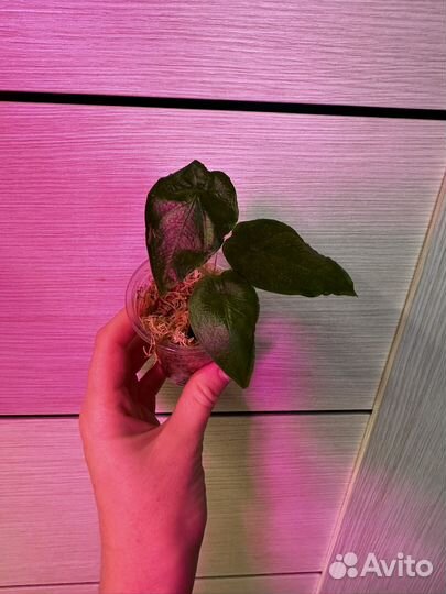 Алоказии разные