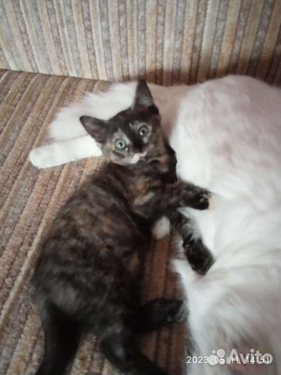 Кошка