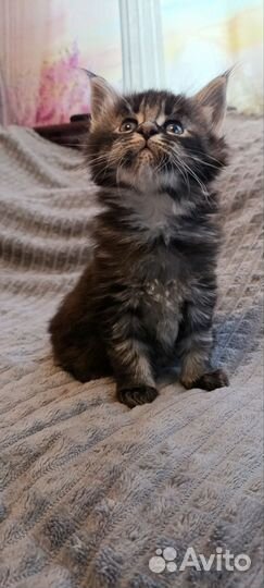 Котенок Мейн-кун