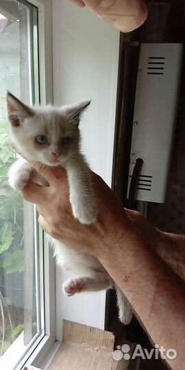 Кошки в добрые руки бесплатно