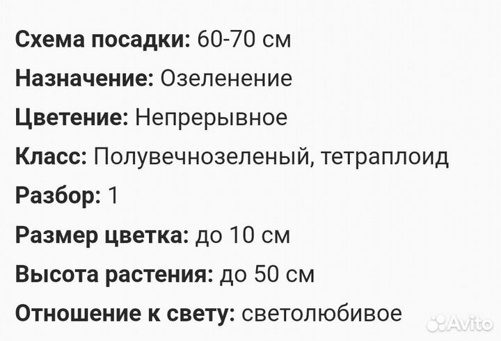 Лилейник Стелла де оро /Stella de Oro 02м