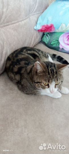 Отдам молодого кота