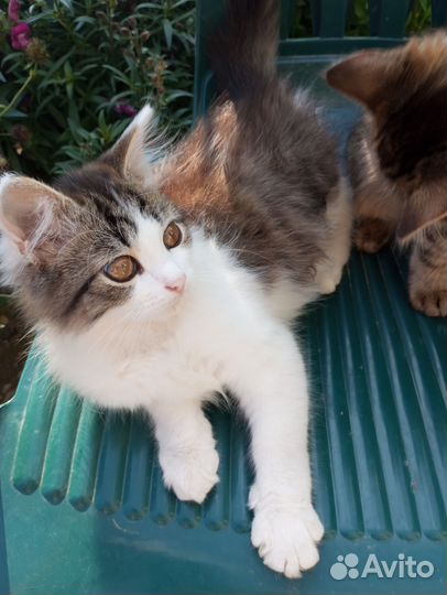 Котята в дар бесплатно