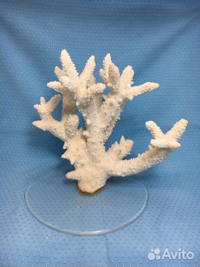 Коралл на подставке