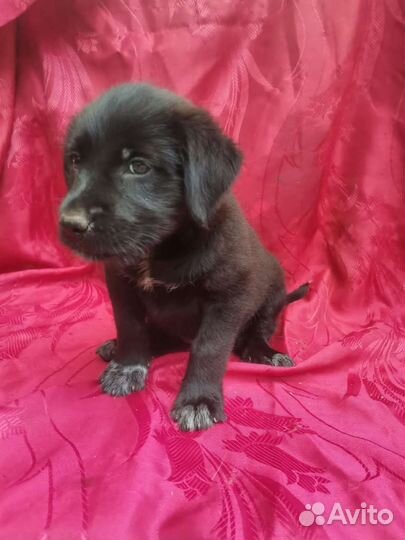 Бородач щенок Девочка в добрые руки