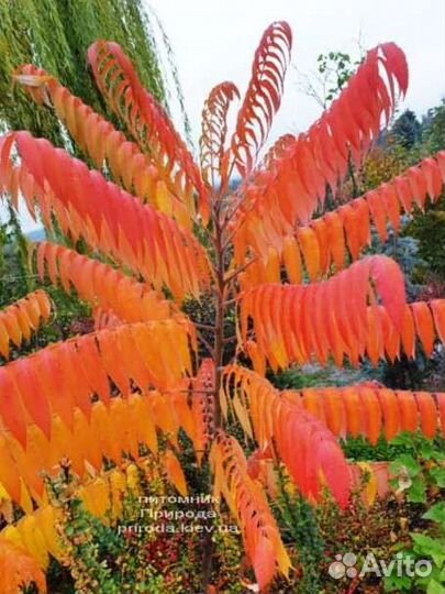 Саженцы сумах оленерогий