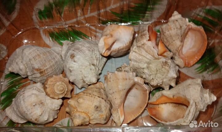 Морские ракушки
