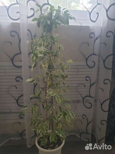 Фикус бенджамина белый