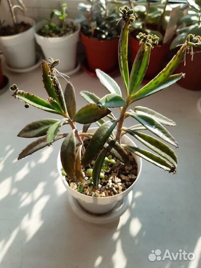 Каланхоэ,разные виды