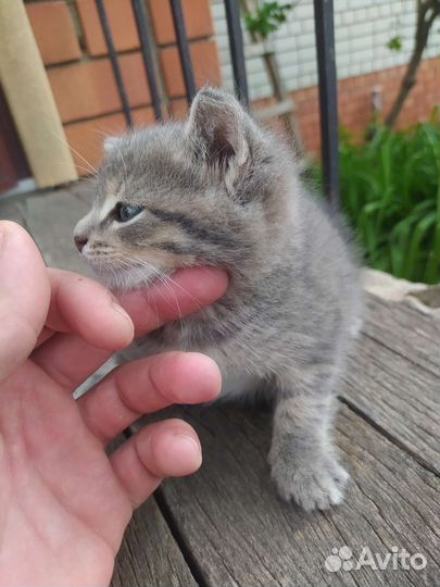 Котики бесплатно в добрые руки