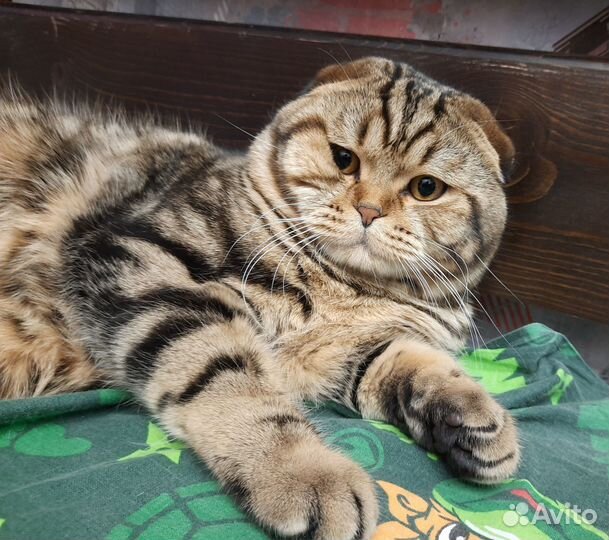 Шотландский кот вязка