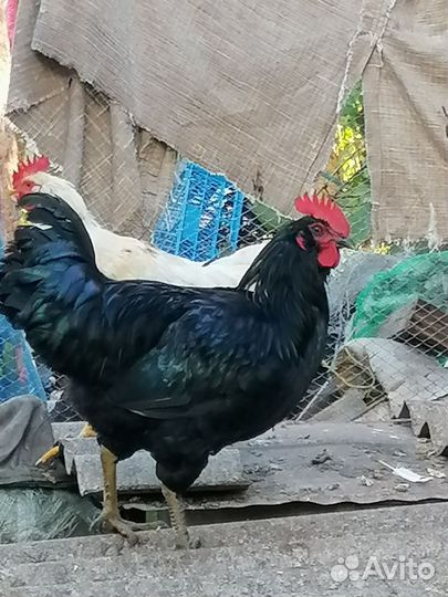 Куры петухи