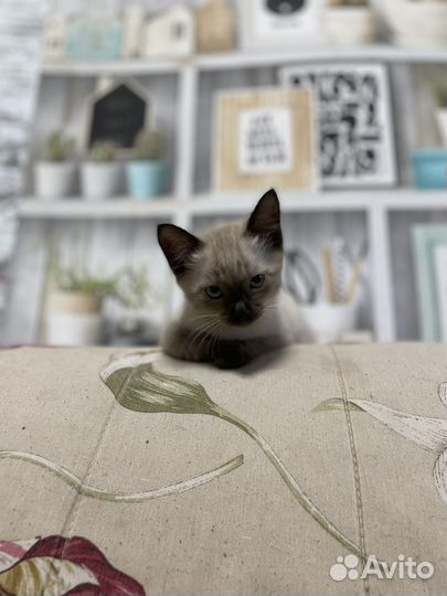Сиамский котенок девочка