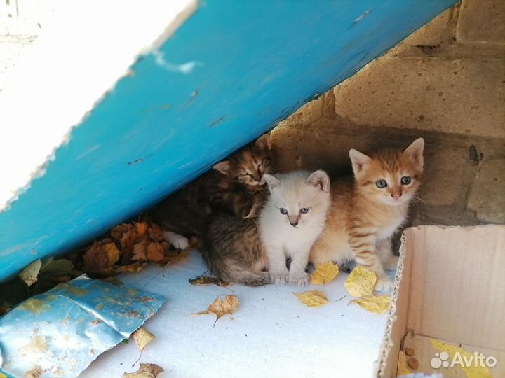 Котята 3 недели