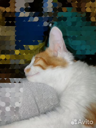 Котёнок Сёма :)