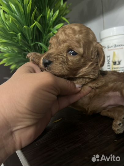 Той-пудель девочка