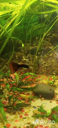 Аквариумные рыбки