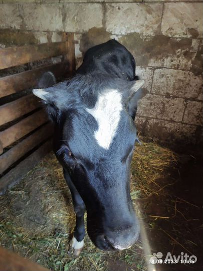 Телочка 10 месяцев