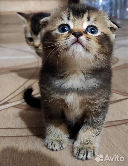 Шотландские чëрно золотые тикированные котята