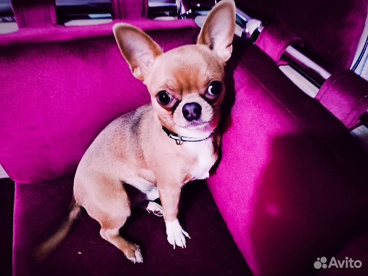 Вязка чихуахуа мальчик