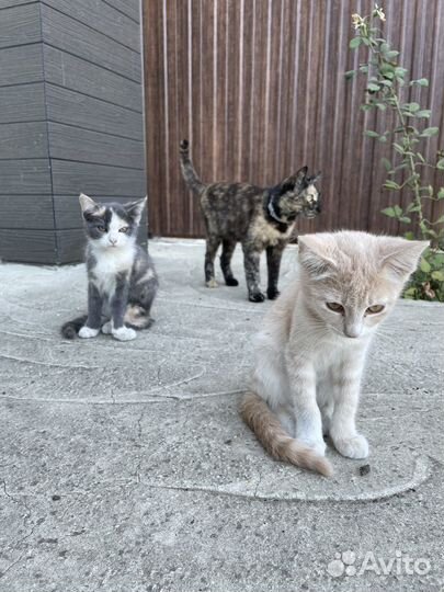 Котята в добрые руки