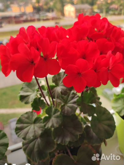 Пеларгония герань Сортовая