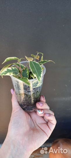 Фикус бенджамина