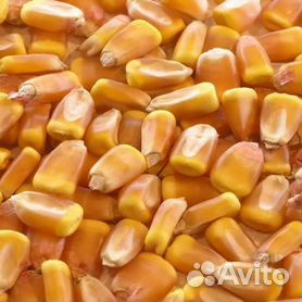 Семена кукурузы Краснодарский 291 амв