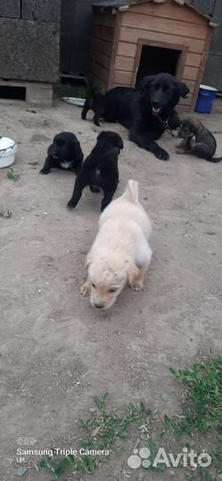Щенки в добрые руки