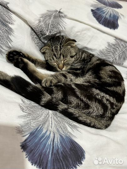 Кошка в дар