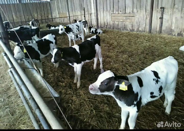 Холмогоры Голштины Бычки Тёлки