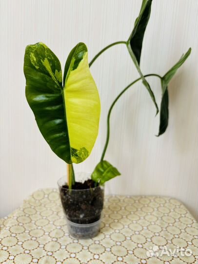 Филодендроны