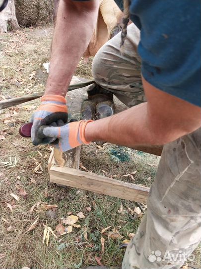 Расчистка копыт