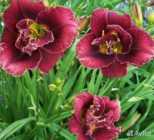 Лилейник Дабл Роуз Новинка