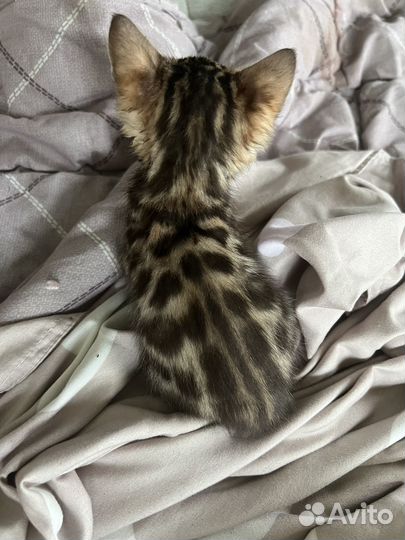 Золотая девочка