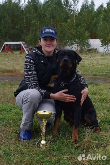 Кинолог. Дрессировка собак