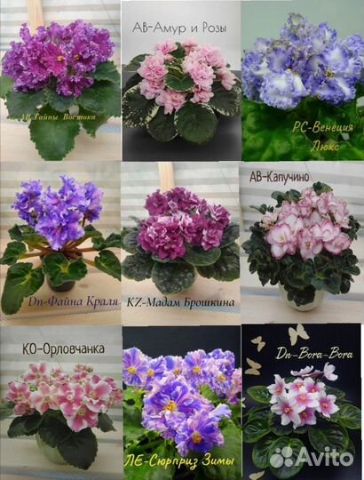 Листики фиалок