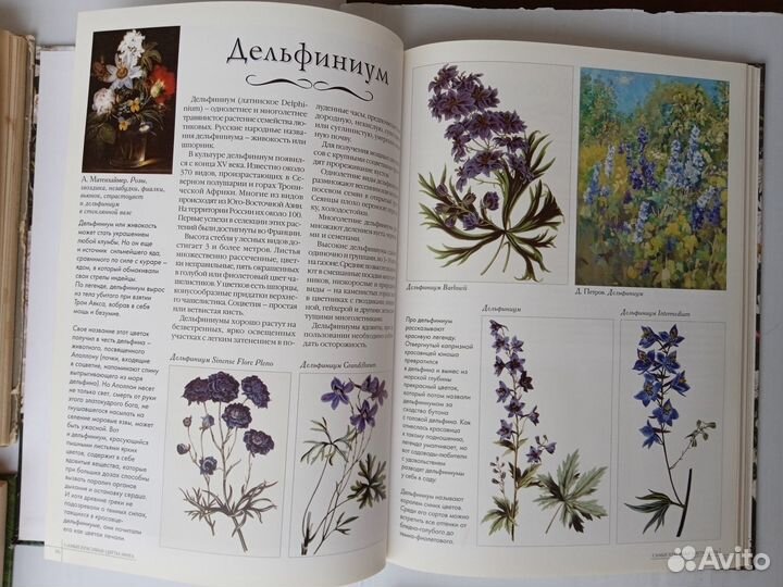 Книги Цветы Грибы Собаки Выпечка и др