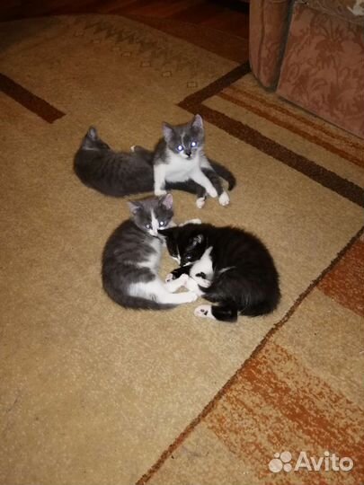 Отдам котят в добрые руки