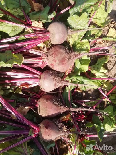 Свекла оптом