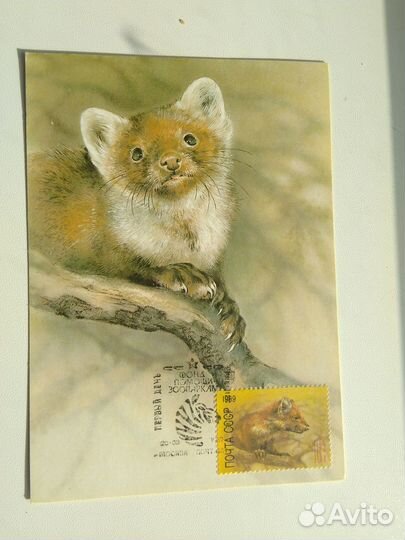 Картмаксимумы