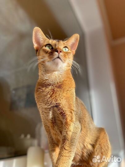 Абиссинские котята