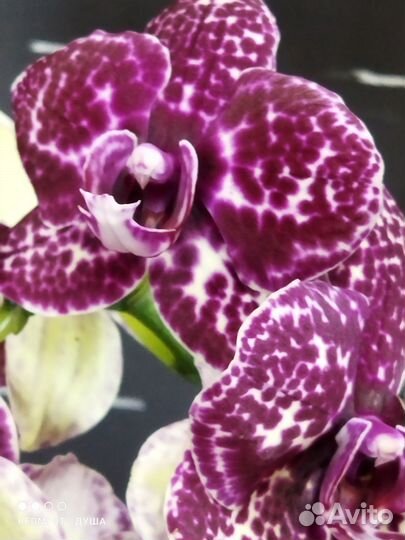 Орхидея сортовая