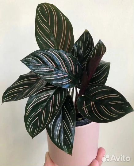 Калатея Сандериана — красота тропиков дома
